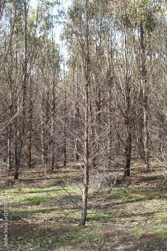 Plantation eucalypt trees © Steve Lovegrove