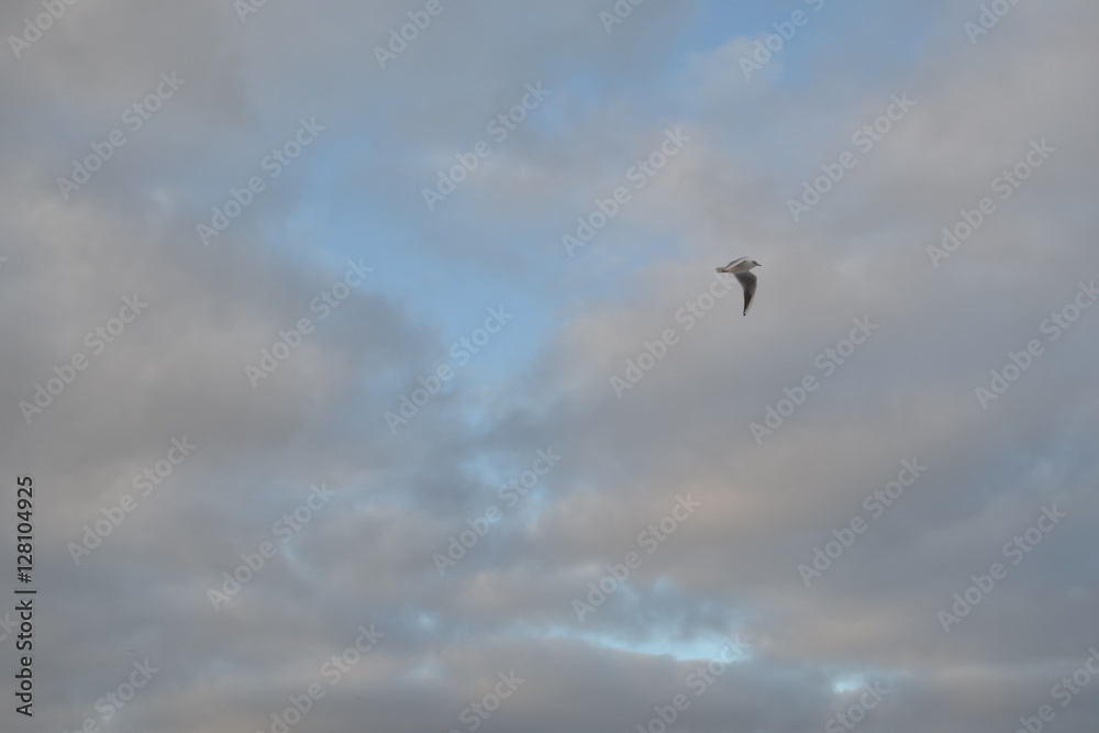 seagull sky 