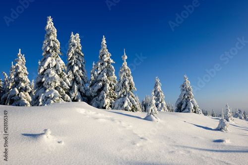 Tief verschneite unberührte Winterlandschaft, schneebedeckte Tannen, funkelnde Schneekristalle © AVTG