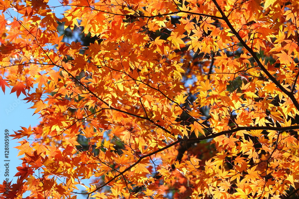 紅葉