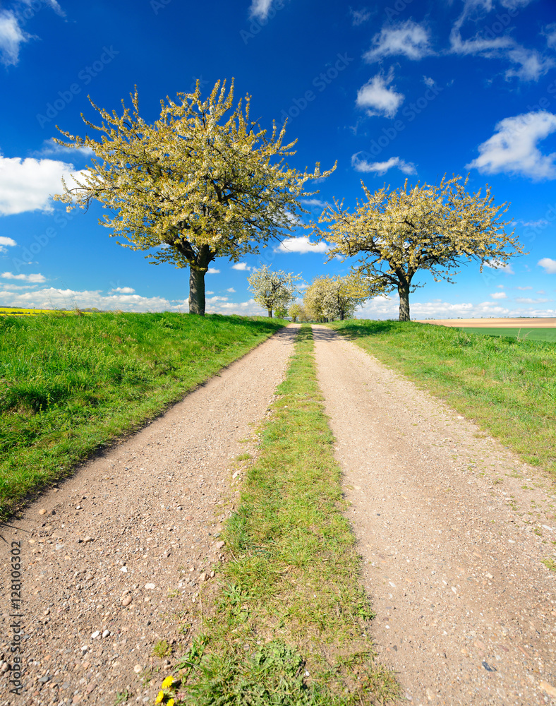 Kirschbäume in voller Blüte, Landschaft mit Feldweg im Frühling Kirschbäume in voller Blüte, Landschaft mit Feldweg im Frühling