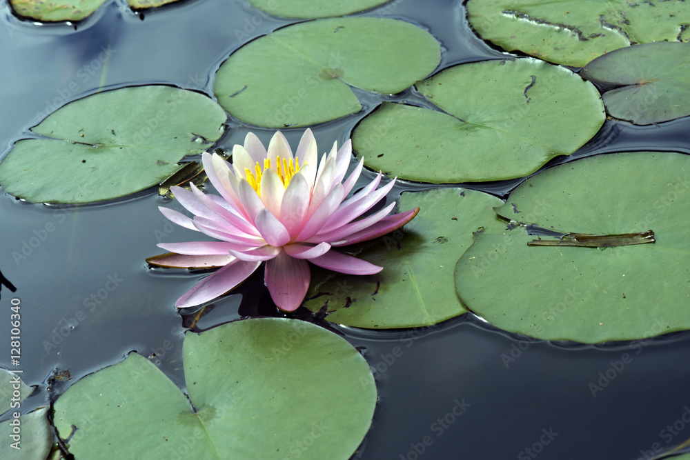 Pink water lily over blue and green lake Pink water lily over blue and green lake