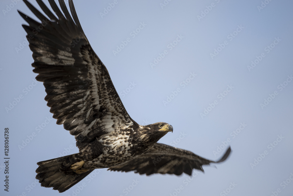 Obraz premium Adolescent Bald Eagle Soaring