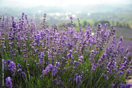 Kamifurano Sunrise Lavender Garden Japan