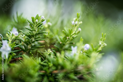 Green plants with rain drops