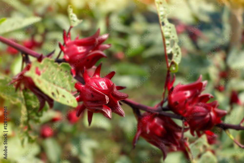 red roselle flowers in the garden. hibiscus sabdariffa, healthy red roselle flowers in the garden. hibiscus sabdariffa, healthy