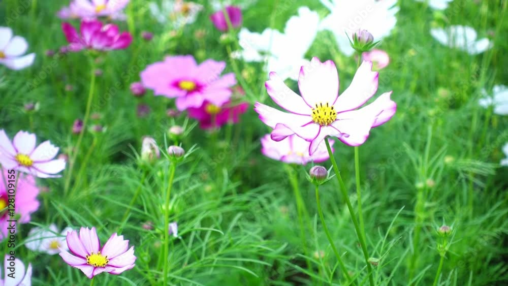 Beautiful cosmos flowers swaying in the breeze Beautiful cosmos flowers swaying in the breeze