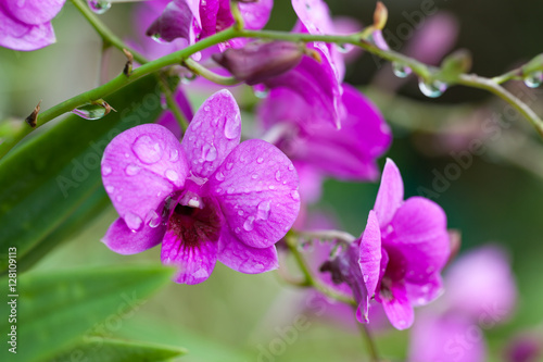 Fototapeta Naklejka Na Ścianę i Meble -  Purple orchids Beautiful colour in the garden