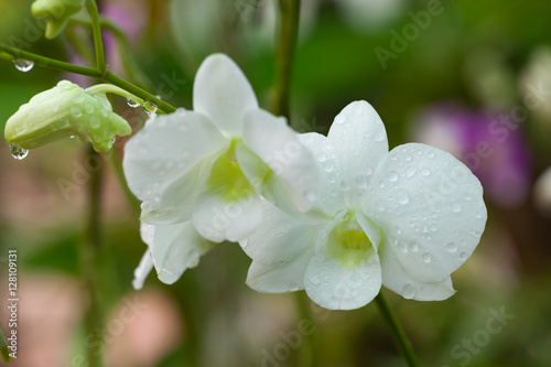 Fototapeta Naklejka Na Ścianę i Meble -  White orchids Beautiful colour in the garden