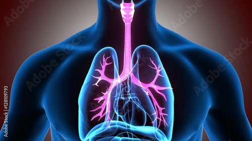 3D illustration Trachea BronchiRespiratory System