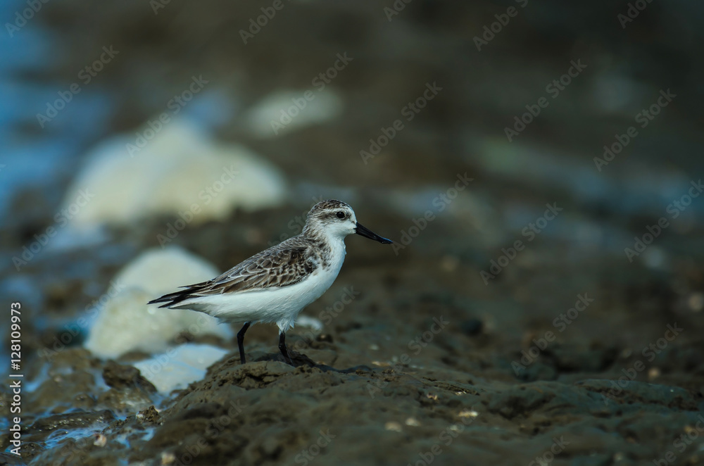 Spoon-billed sandpiper in nature Thailand Spoon-billed sandpiper in nature Thailand
