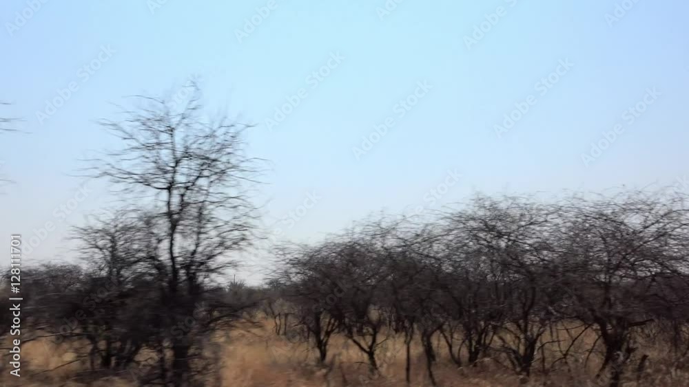 Game Drive (in Hwange National Park, Zimbabwe) as 4K UHD footage Game Drive (in Hwange National Park, Zimbabwe) as 4K UHD footage