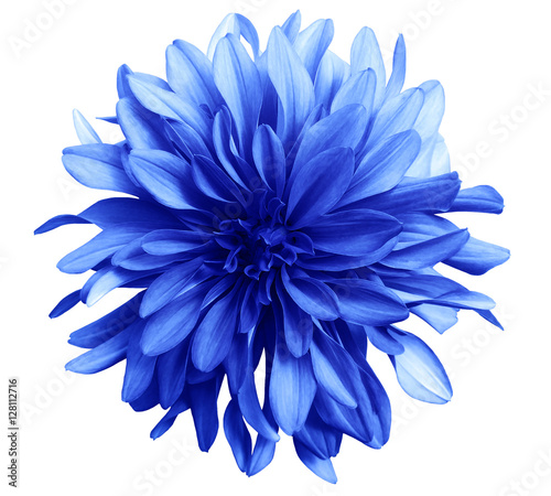 blue flower on a white  background isolated  with clipping path. Closeup. big shaggy  flower. for design.  Dahlia.