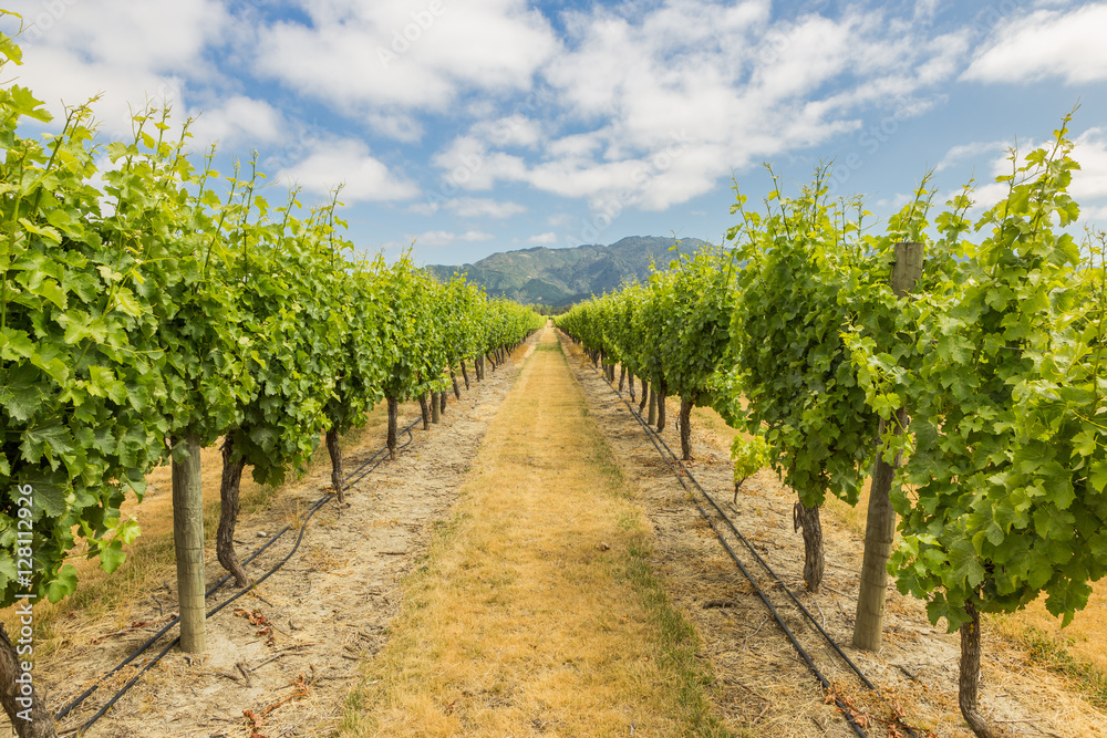 Vineyard view in Marlborough region, the wine country of New Zealand
