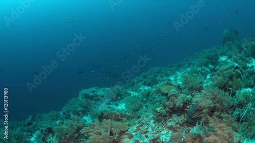 Wallpaper Mural Manta ray swims on a colorful coral reef. 4k footage Torontodigital.ca