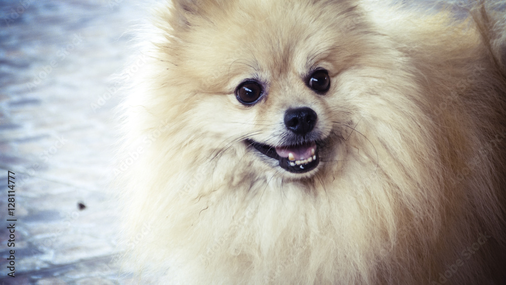 Pomeranian Smile