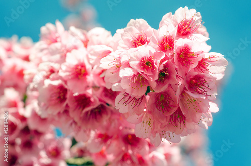 Japanese sakura cherry blossom with soft focus and vintage color