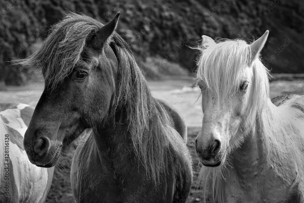 Obraz Icelandic Horses