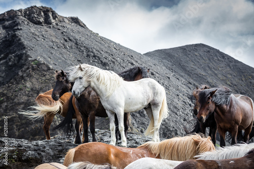 Icelandic Horses © dazb75