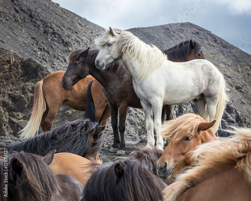 Fototapeta Naklejka Na Ścianę i Meble -  Icelandic Horses