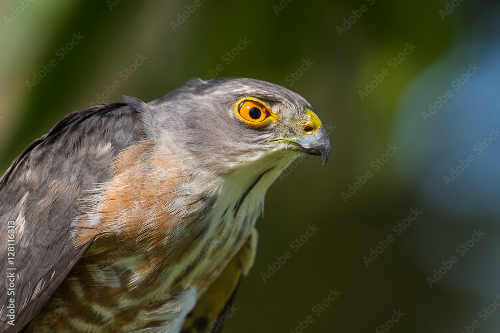 Besra or Little Sparrow Hawks Besra or Little Sparrow Hawks