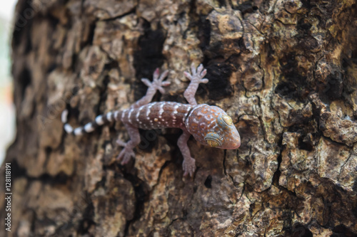 gecko on tree