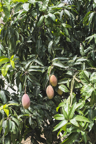 Trees with mangoes