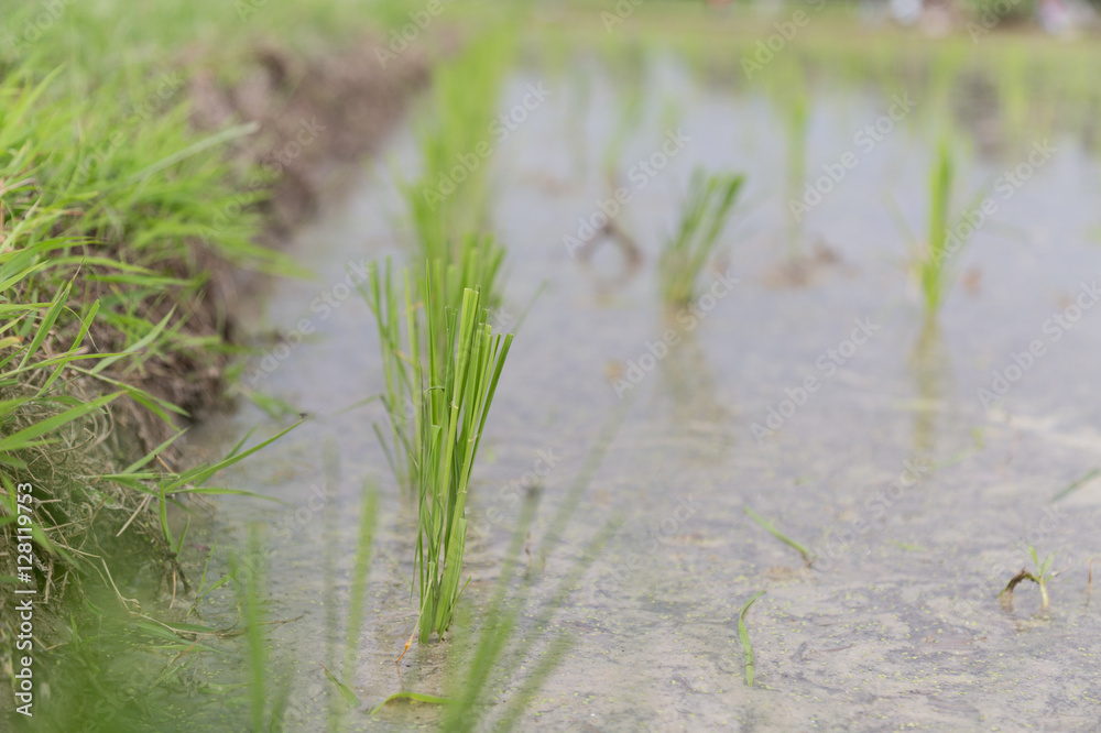 Obraz premium rice field ready to grow in the water.