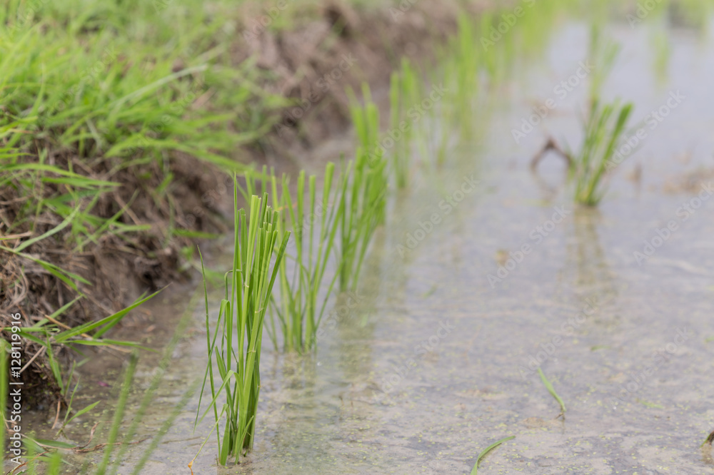 Obraz premium rice field ready to grow in the water.