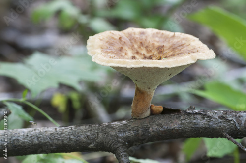 Polyporus tuberaster photo