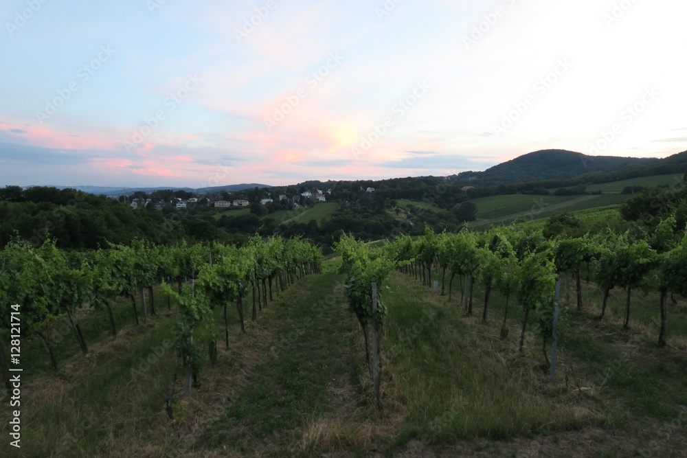 Naklejka premium Vinyard at Kahlenberg Hill in Austrias Capital Vienna