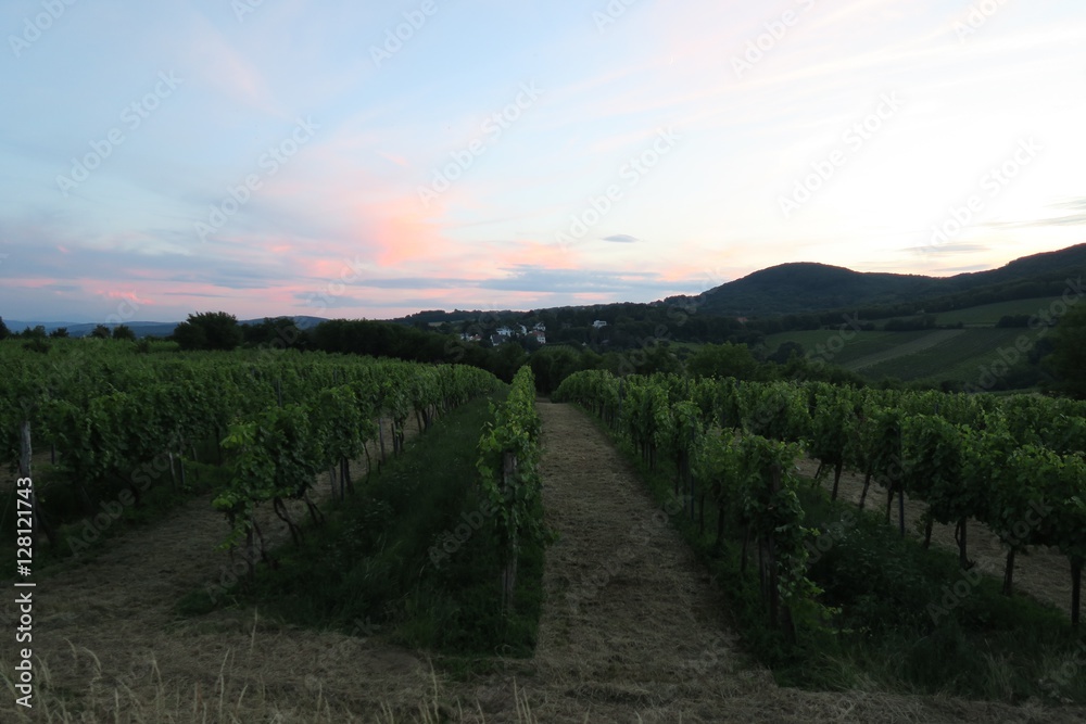 Fototapeta premium Vinyard at Kahlenberg Hill in Austrias Capital Vienna