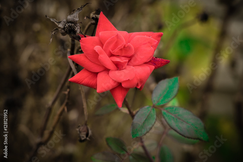 Last Rose