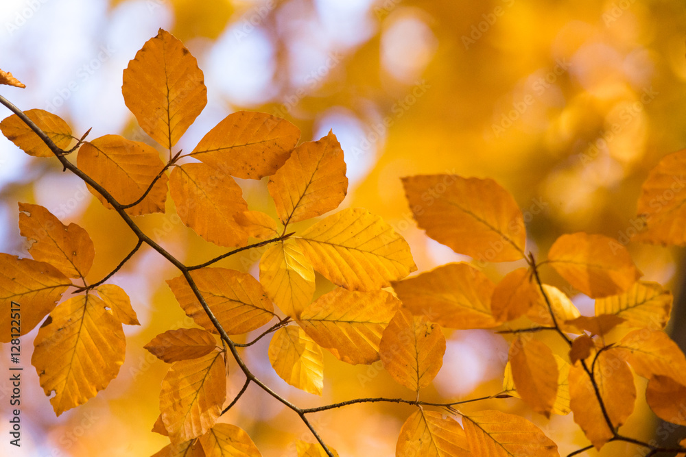 leaves in autumn leaves in autumn