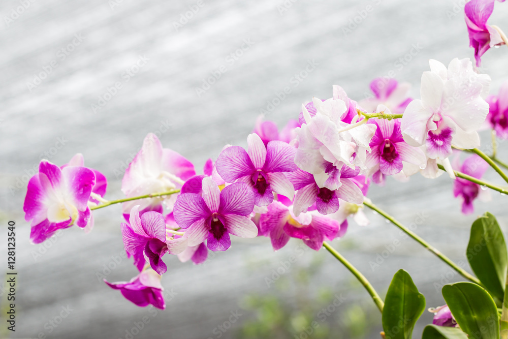 Obraz premium Purple orchids on vintage style.