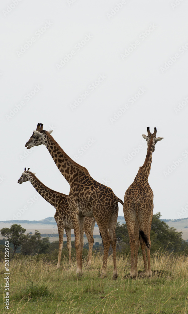 Group of three Rothschild's Girafees standing together in the grasslands of Kenya Africa. Photographed in natural light against a grey sky.
f
fes Group of three Rothschild's Girafees standing together in the grasslands of Kenya Africa. Photographed in natural light against a grey sky.
f
fes