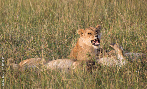 A pride of lions lying in tall grass with one lioness snarling with bared teeth at another lion. Photographed in natural light in Kenya Africa.