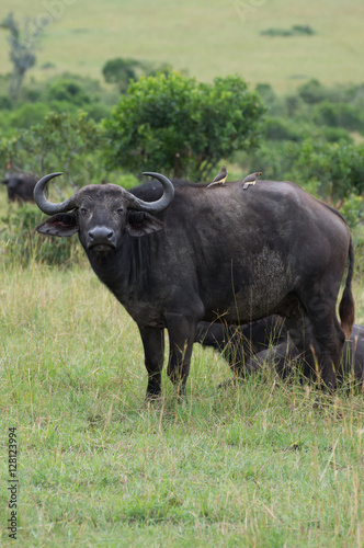 Water Buffalo standing in a meadow with oxpeckers  birds that eat ticks  on its back. Photographed in natural light in Kenya Africa. 
