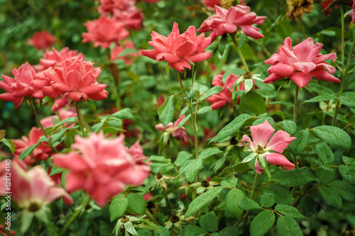 Bush of Roses