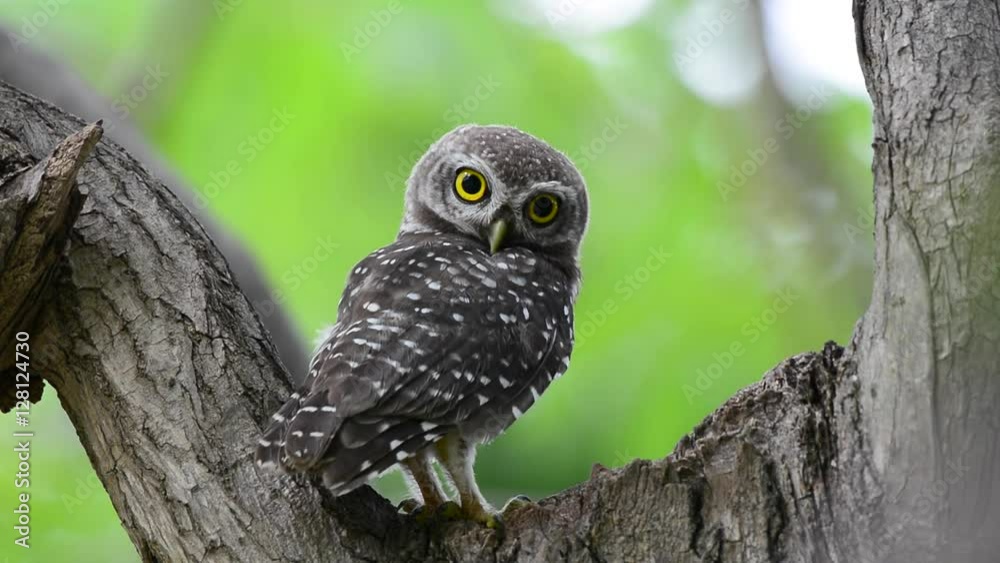 Juvenile owl coming out from hole nest tree looking at camera.
Spotted owlet ( Athene brama ) turning head around wondering what photographer doing