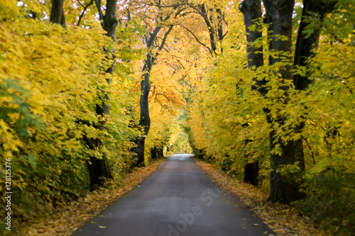 Autumn road with trees