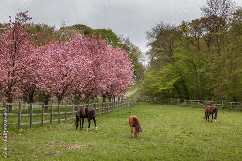 Schlosspark Ballenstedt Harz photo