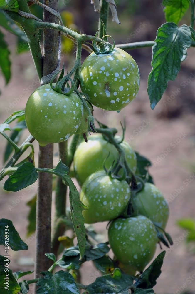 A branch of unripe green tomatoes sprinkled with mineral fertilizers close up. A branch of unripe green tomatoes sprinkled with mineral fertilizers close up.