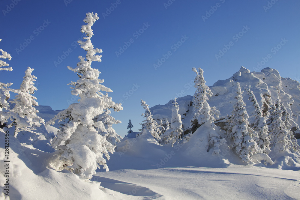 Winter landscape. Snow covered spruces