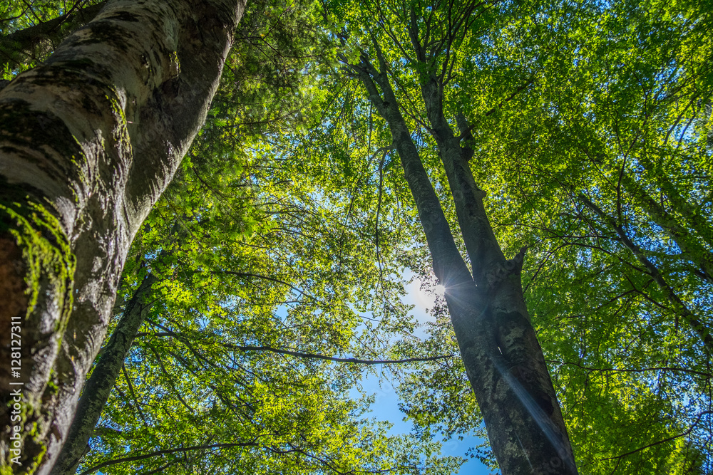 Fototapeta premium Trees and clear sky in the forest