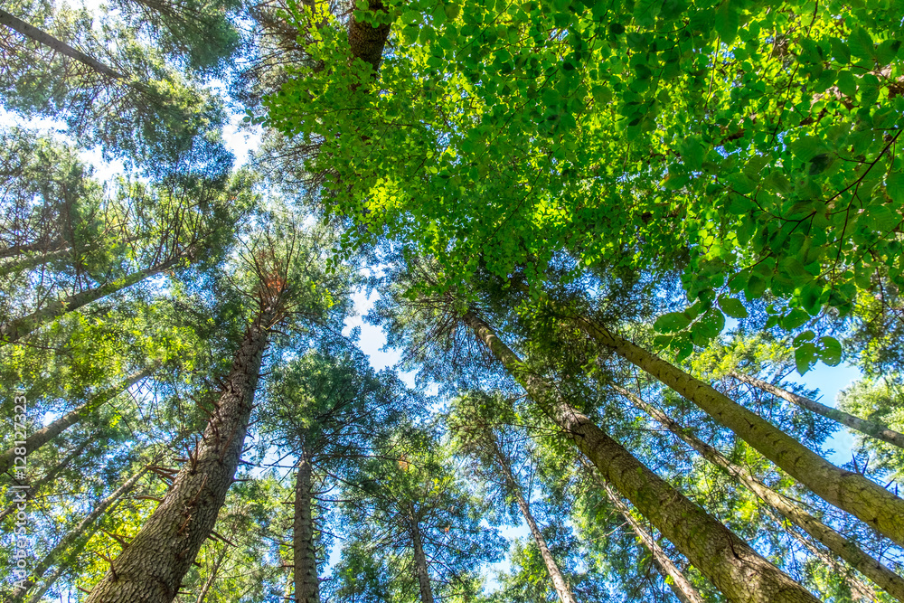 Trees and clear sky in the forest