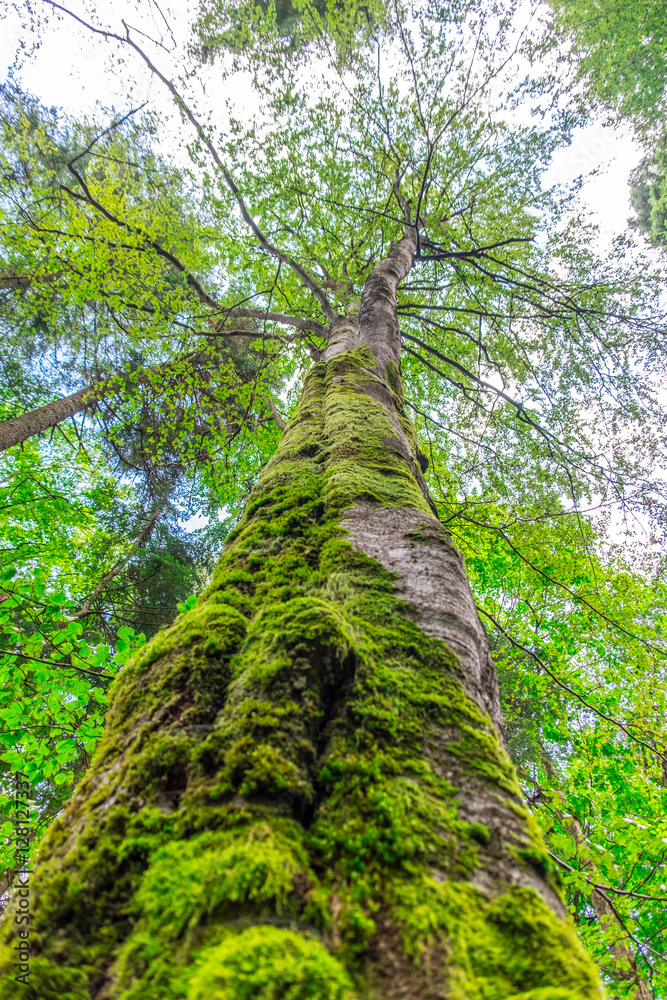 Fototapeta premium Trees and clear sky in the forest