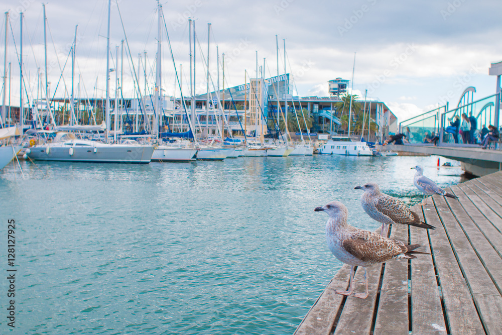 Obraz premium Barcelona, Spain, November 20, 2016 - Seagulls in the harbor on a sunny day in Port Vell of Barcelona