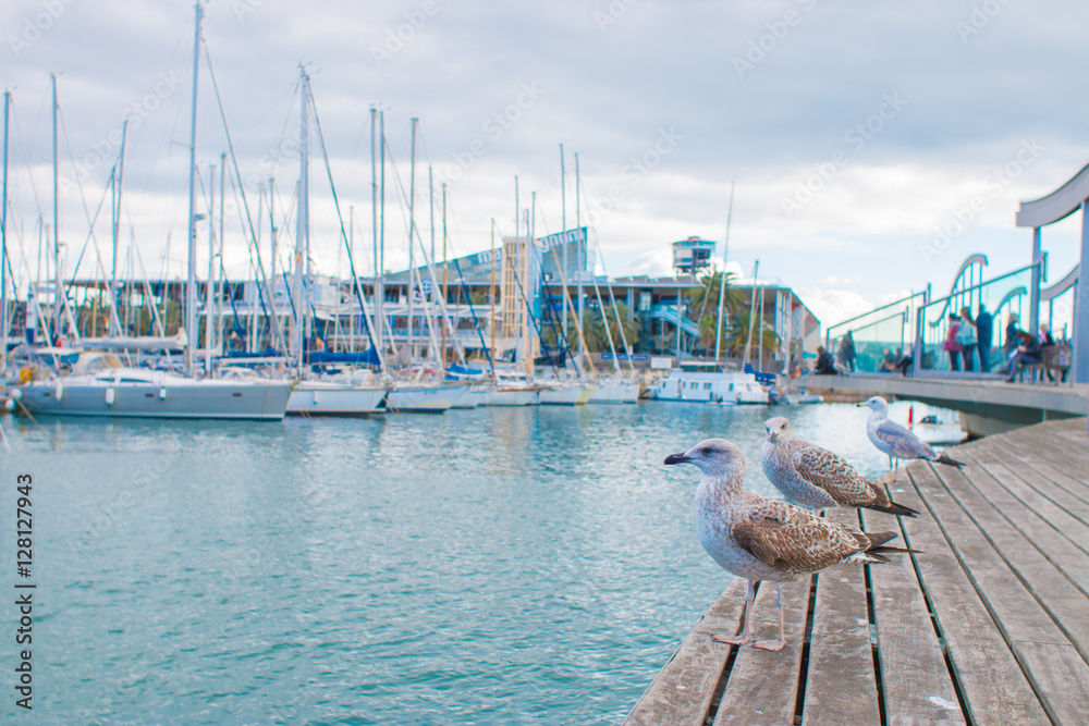 Obraz premium Barcelona, Spain, November 20, 2016 - Seagulls in the harbor on a sunny day in Port Vell