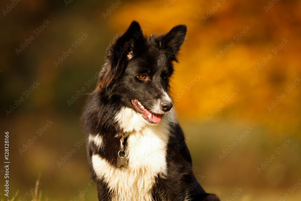 Border Collie